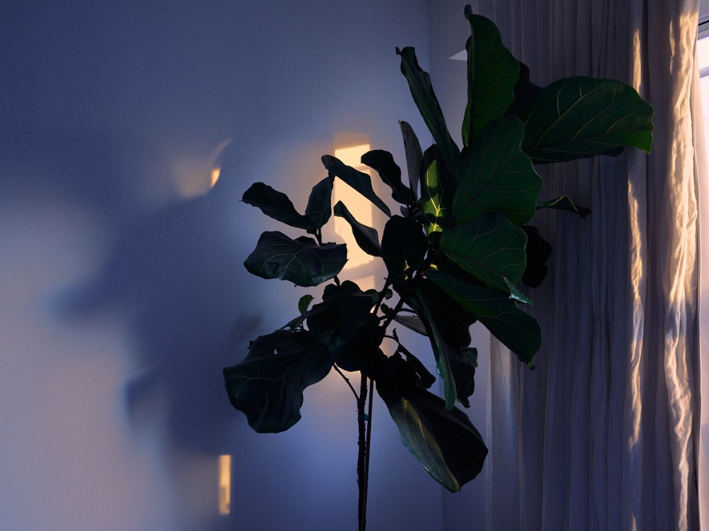 Spring Sunrise Light on Fiddleleaf Fig in bedroom