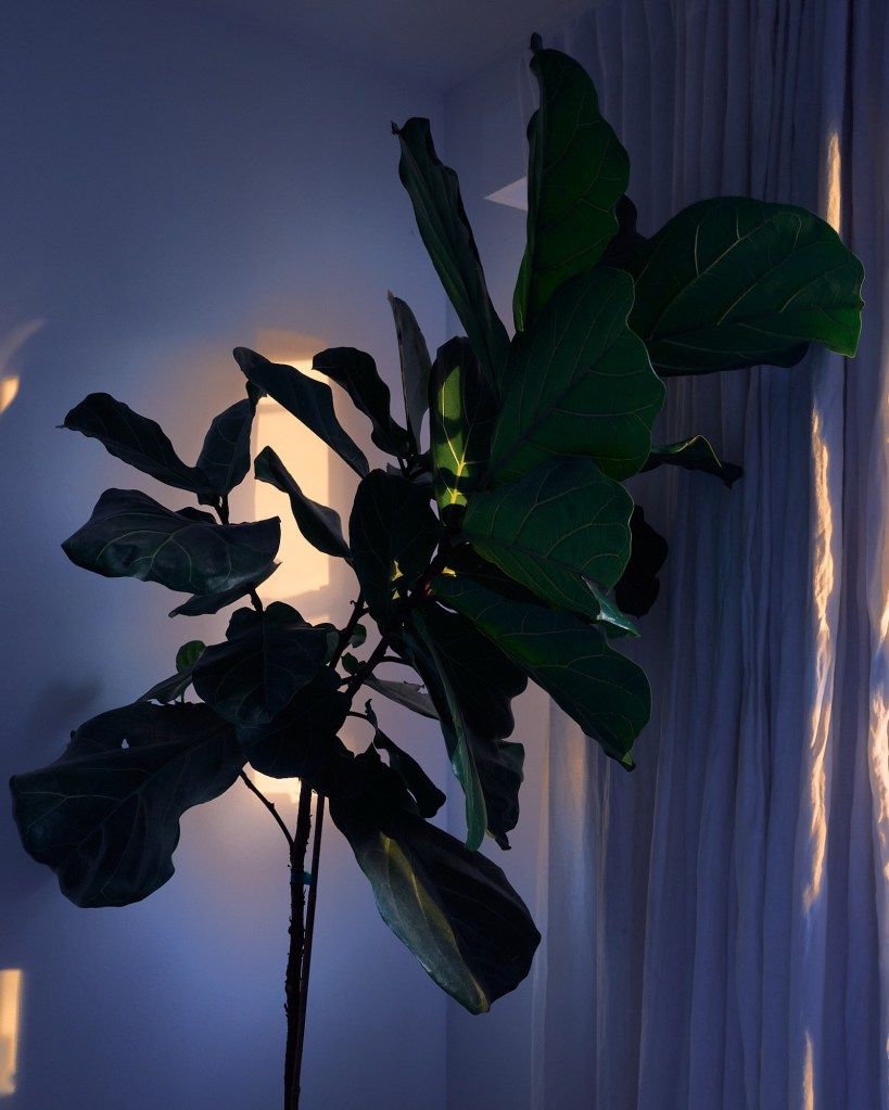 fiddleleaf fig tree in a bedroom at sunrise with sun peaking through creating golden light while the room is still in the blue light of dawn